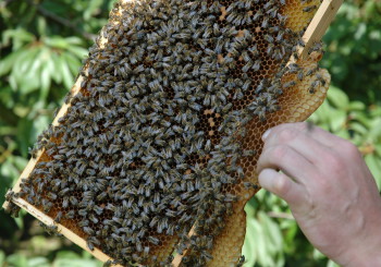 Bienenvolk in der Wabe