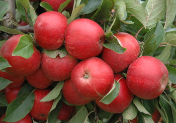 Erntereife rote Äpfel noch am Baum.
